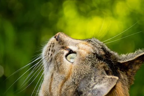 Profile of cat looking up Stock Photos