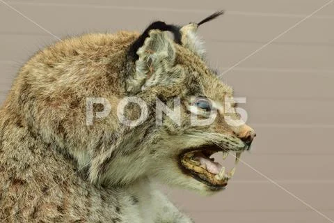 Profile Caucasian cat Lynx lynx with fangs Stock Photos
