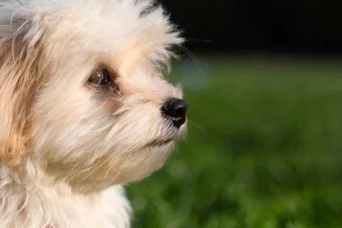 Profile close up of a cute white lap dog Stock Photos