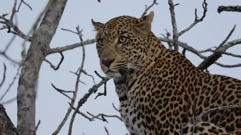 Profile close-up of leopard in tree at first light, South Africa Stock Footage 318820615