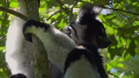 Profile Close Up of Wild Indri Lemur Resting on Tree Trunk Stock Footage 345336830