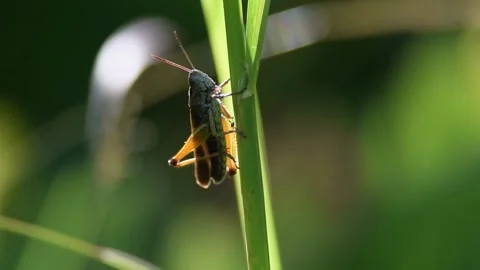 Profile closeup of a grasshopper sitting on blade of grass, chirping Stock Footage 171333583