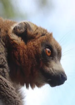 Profile of a Common Brown Lemur Stock Photos