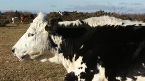 Profile of a cow Stock Footage 10905598