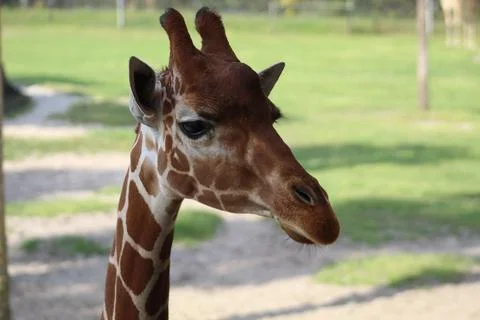 Profile of a Curious Young Giraffe Stock Photos