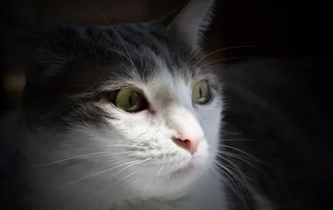 Profile of a cute cat posing in the shadow Stock Photos