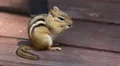 Profile of cute chipmunk eating on the deck. HD Footage