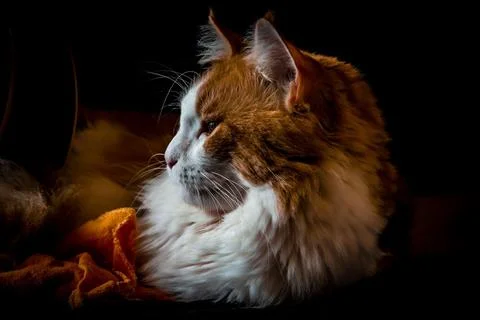Profile of a cute orange cat Stock Photos