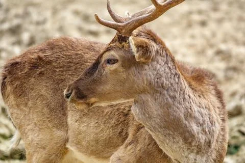 Profile of deer turning Stock Photos