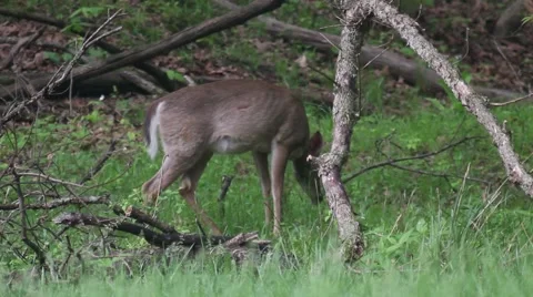 Profile of Deer under fallen limbs Stock Footage 62840990