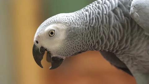 Profile details close up of a wild congo African grey parrot, psittacus Stock Footage 205449586