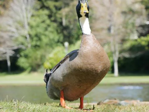 Profile of a duck Stock Photos