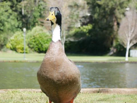 Profile of a duck Stock Photos
