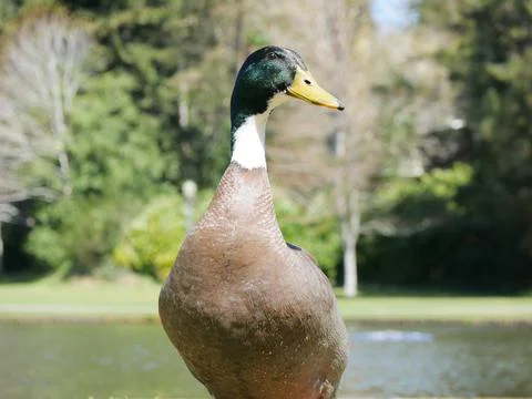 Profile of a duck Stock Photos