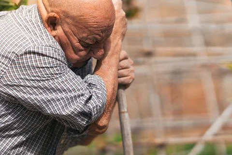 Profile of elder man working in an orchard Stock Photos