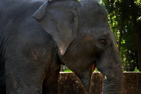 Profile of an Elephant Stock Photos