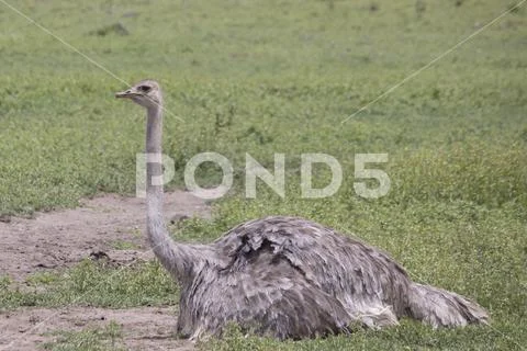 Profile of female ostrich, Ngorongoro Crater, Tanzania Stock Photos