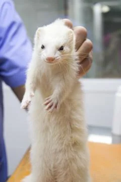Profile of a ferret Fotos de archivo