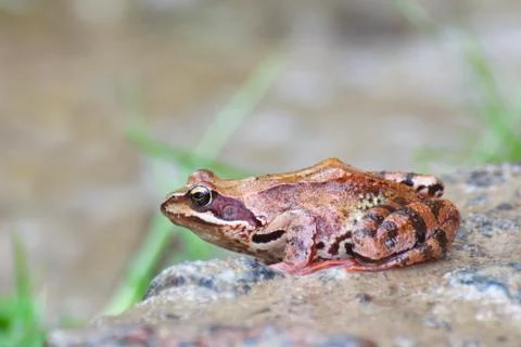 Profile of a frog. close up Stock Photos