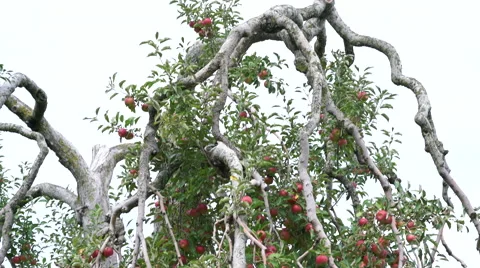 Profile of Giant Jonathan Apple Tree in Orchard filled with Red Apples Stock Footage 67885128