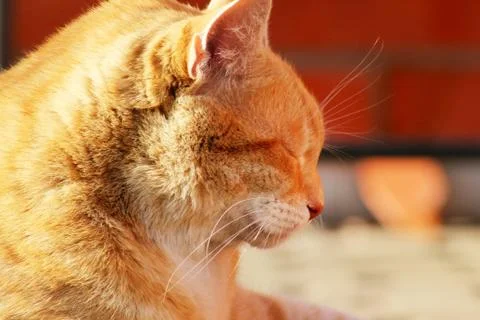 A profile of a ginger stripped cat with closed eyes. Concept of relaxing and  Stock Photos