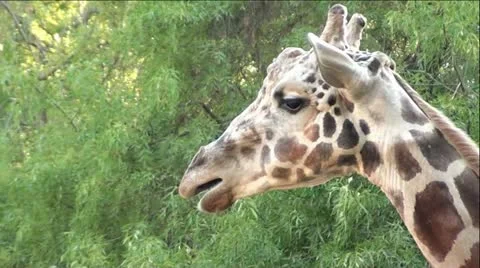 Profile of a Giraffe Chewing Cud Vídeo Stock 12044781