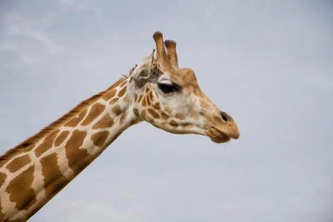 Profile of giraffe Stock Photos