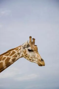 Profile of giraffe Stock Photos