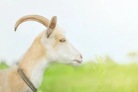 Profile of a goat of beige and white color on the background of a meadow. T.. Stock-Fotos