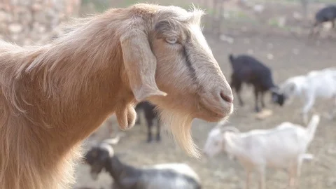 Profile of a goat head Stock Footage 83470580
