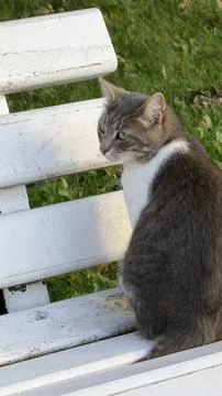 Profile of a gray and white cat sitting on a white wooden bench outdoors Stock Photos