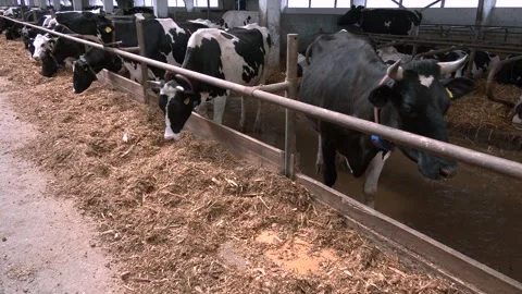 Profile of a group of cows walking along a narrow passage in a farm. Stock Footage 313225163