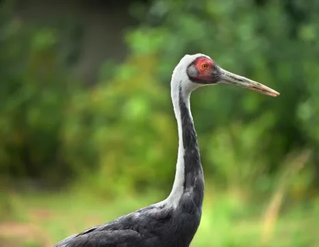 Profile of heron Stock Photos