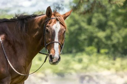 Profile horse  Stock Photos