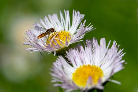 Profile of Hoverfly on Wildflower Stock Photos