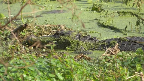 Profile of Large Alligator Head in Swamp, 4K Stock Footage 72555047