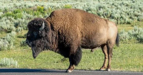 Profile Of Large Bison Standing On Paved Road Stock Photos