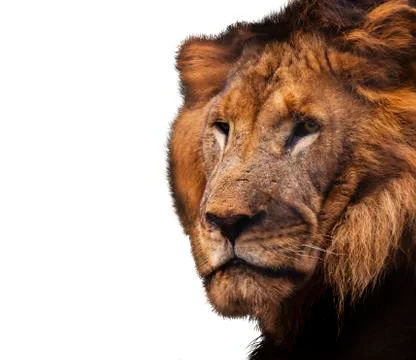 Profile of Lion Foto stock