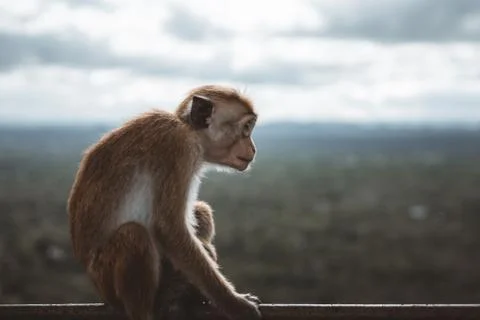 Profile of a little monkey sitting in front of a landscape Stock Photos