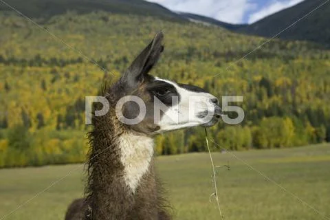 Profile of a Llama Stock Photos