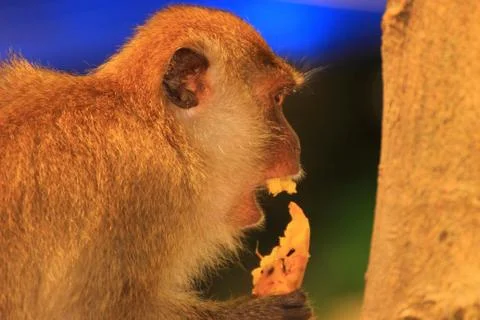 Profile of MACAQUE monkeys eating mango Stock Photos