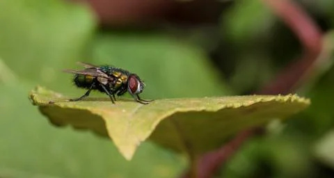 Profile macro of fly on leaf Stock Photos