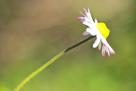 Profile macro view of small single low growing chamomile (Mayweed) flower Stock Photos