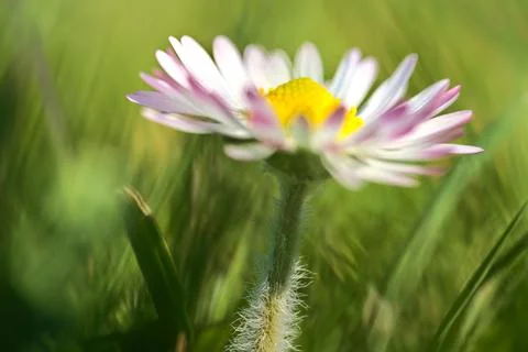 Profile macro view of small single low growing chamomile (Mayweed) flower Stock Photos