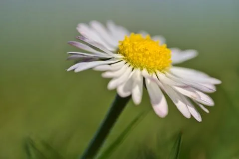 Profile macro view of small single low growing chamomile (Mayweed) flower Foto stock