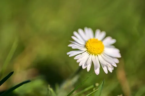 Profile macro view of small single low growing chamomile (Mayweed) flower Stock Photos