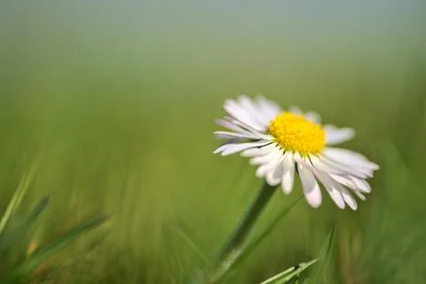 Profile macro view of small single low growing chamomile (Mayweed) flower Stock Photos