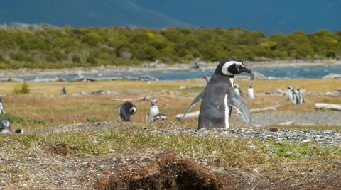 Profile of a Magellanic Penguin Screaming Stock Footage 55197530