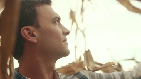 Profile Man Looking Out of Cornfield During Sunset Stock Footage 81563544