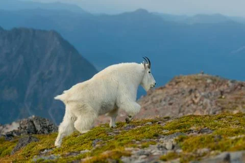 Profile of Mountain Goat in Alpine Meadow Stock Photos